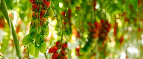 Balthasetto RZ snack plum tomato growing on truss in glasshouse