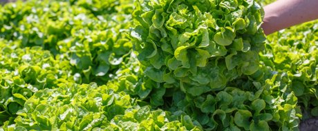 Green Oak Leaf lettuce head being held in the field Kiribati RZ