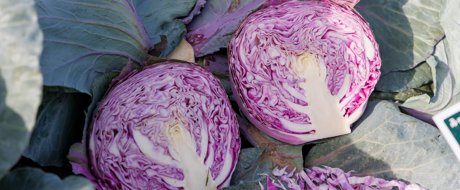 Whole head of pink blush rose cabbage 