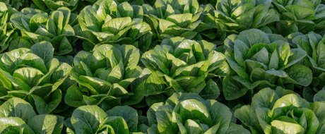 Bright green cos lettuce growing in the field, sown at high density with uniform size and shape