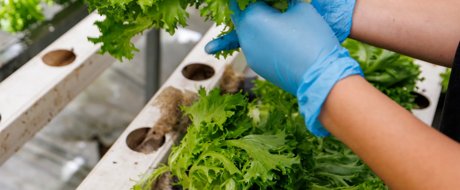 Salanova hydroponic varieties