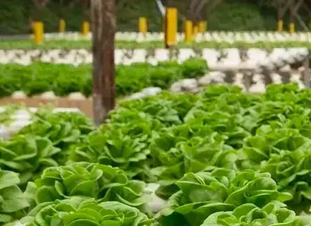 Improve food safety