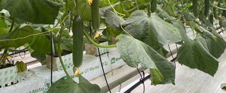 cucumbers hanging from a plant in a protected cropping environment