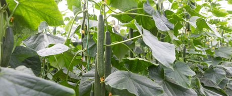 Long cucumber fruits hanging from high up on a strung cucumber plant