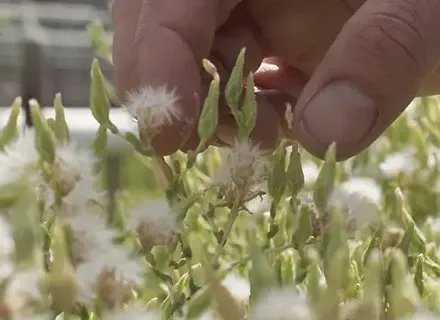 Natural growth by seizing opportunities