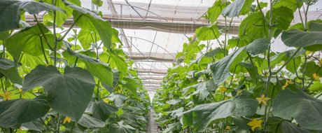 two rows of cucumber plot in a greenhouse, tall, green  and healthy plants