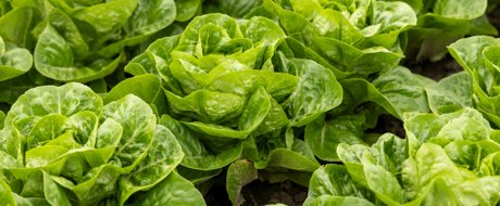 Baby cos variety Rawonder RZ, neat rows of whole lettuce heads at maturity, in the field. 