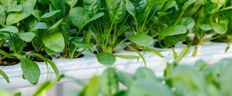 https://visuals.rijkzwaan.com/transform/CMS-Featured-Image-Card/bf96f3af-a242-43eb-9910-097b95b55bf8/RZNL220422_116_Hydrophonic-Spinach