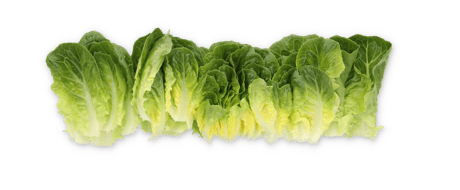 High yields of cut leaves from Salanova baby cos variety Aulanko, studio photo leaves on white background