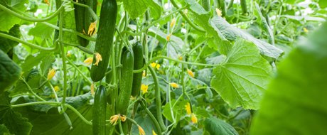 cluster of hanging cucumbers, growing on the vine with healthy green leaves