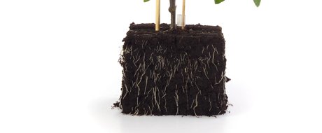 A tomato plant growing in a block of soil with strong root system, on a white background in a studio