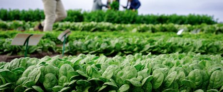 VicVID 2026 Spinach field trial