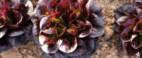 RZ USA launches lettuce variety with new aphid resistance