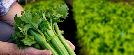 Gimli RZ mini celery - being held in the field, Bacchus Marsh, VIC AU.