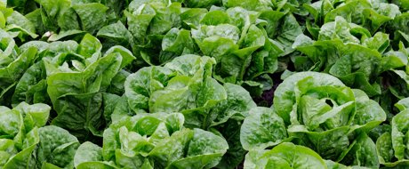 Large cos growing in rows, with bright green, healthy foliage, variety caicedo rz from Rijk Zwaan. 