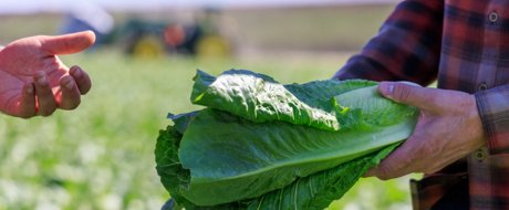 Nueva raza oficial de Downy Mildew en Lechuga
