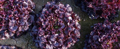 Glossy purple-red head of pak leaf lettuce in the field