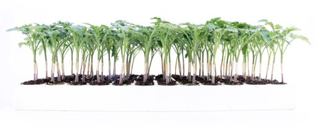 Rootstock -  grafted tomato seedlings in a  tray on a white background 
