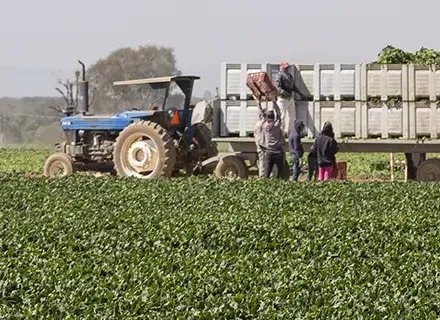 Resistant varieties for a better environment