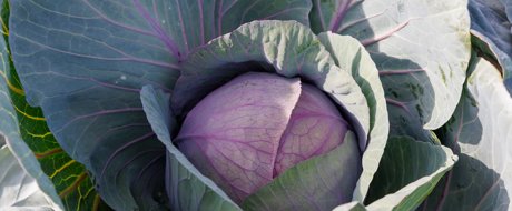 Rare pink rose cabbage growing in the field