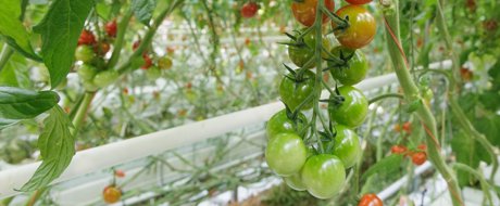  Cygnary RZ ToBRFV resistant cherry tomato, on truss growing in greenhouse
