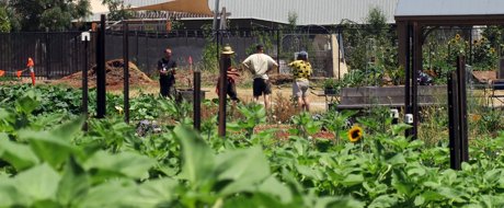 Farm Raiser Urban Farm Cranes and people 