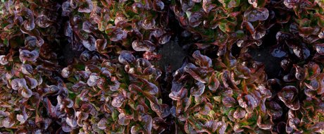 Deep burgundy red oak leaf lettuce heads, variety Suyai RZ, growing in high density
