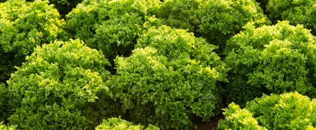 Fluffy green coral lettuce growing in high density rows in the field