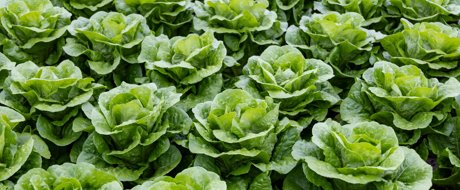 Midi cos lettuce, variety Zarate RZ, growing in the field