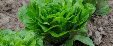 Close up of a  dark green head of cos lettuce, growing in the field