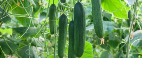 Cluster of cucumbers hanging from a plant