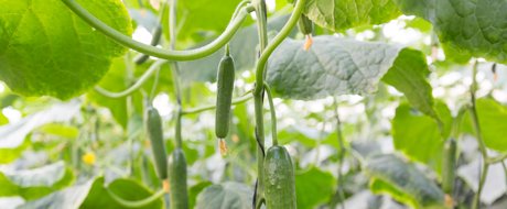 Cucumbers growing - hanging from a plant