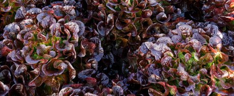 Dark red oak lettuce heads growing together neatly in the field
