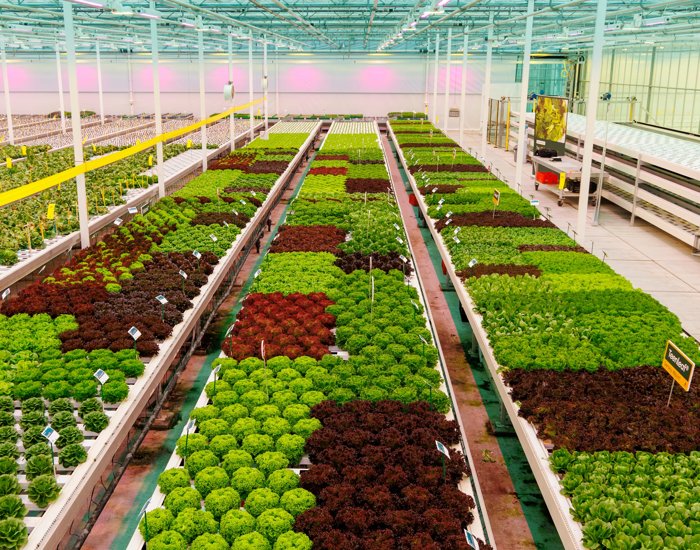 RZNL250917_021_Hydroponics demo