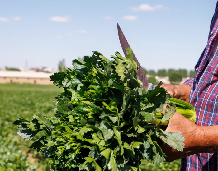 RZUZ_250519_050_Celery
