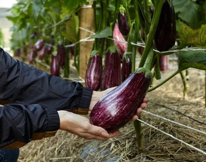 JP | Hero-L | VI24 | Eggplant seeds