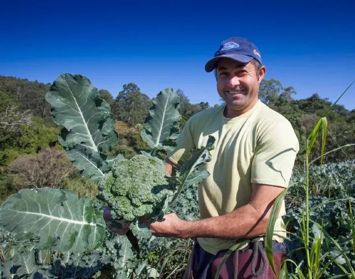 JP | Hero-L | VI24 | Broccoli seeds