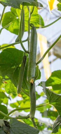 Vegetable seeds for professional growers | Rijk Zwaan Canada