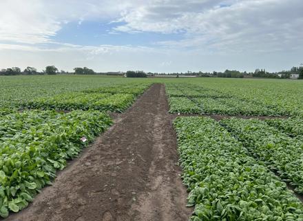 RZBE260515_001_Demo Spinach 1