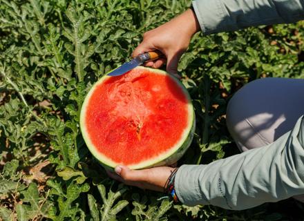 RZES250702_005_Global Melon & Watermelon Event