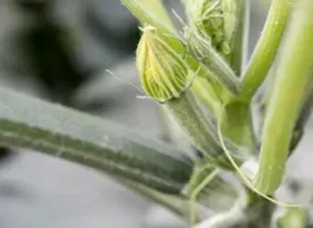 IT | Hero | VI24 | News | Rijk Zwaan introduces Draconis RZ F1, the new New Delhi resistant courgette variety