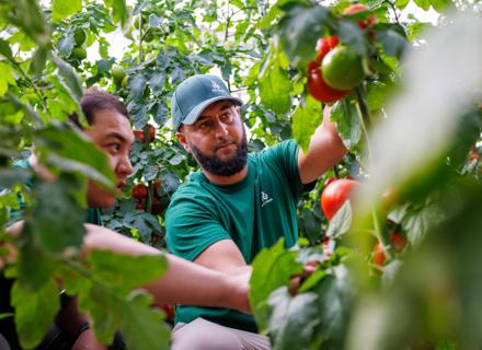 RZKZ_250513_825_Tomato