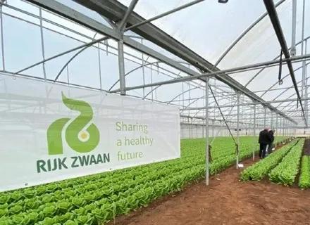 IT | Hero | VI24 | News | Solid foundations for the future_ Rijk Zwaan solutions for greenhouse lettuce presented in Fondi (LT)