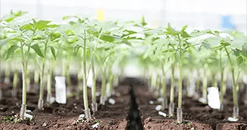 XX | Featured | Stories | Rootstock