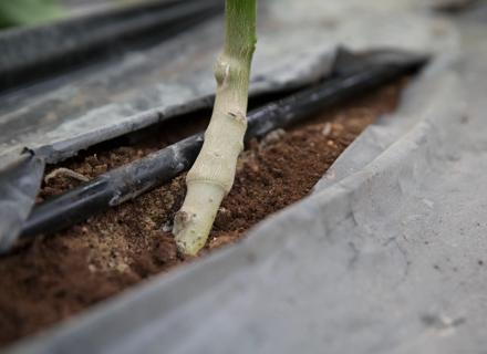 RZIT150205_001_Conan_Rootstock