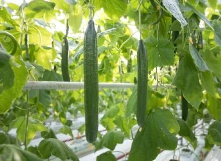 IN | Hero | VI24 | Master professional indoor cucumber cultivation