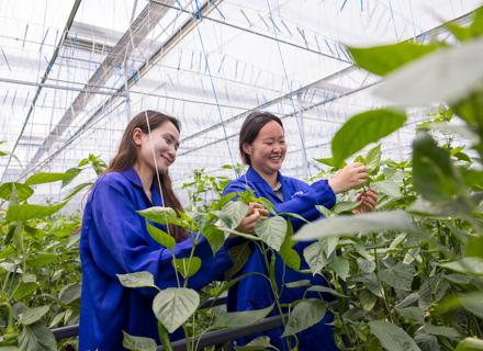RZCN250715_012_Yuxi Rongrong Farm Sweet Palermo Greenhouse