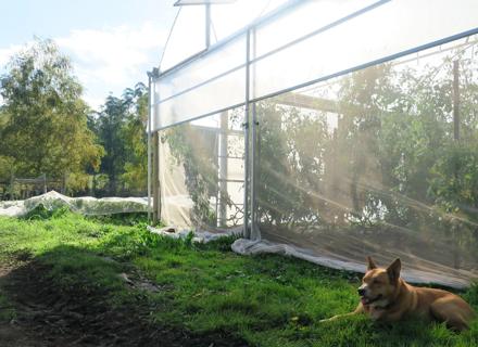 Five Tales Farm_greenhouse and dogs