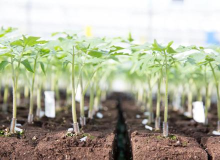 RZFR141013_004_Seedlings
