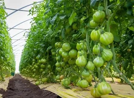 IT | Hero | VI24 | News | With Araldino, Tomeet, the tomato project of Rijk Zwaan Italia, arrives in the province of Latina